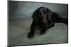 Portrait of a Labrador Great Dane Mixed Dog-null-Mounted Photographic Print