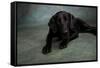 Portrait of a Labrador Great Dane Mixed Dog-null-Framed Stretched Canvas