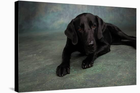 Portrait of a Labrador Great Dane Mixed Dog-null-Stretched Canvas