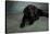 Portrait of a Labrador Great Dane Mixed Dog-null-Stretched Canvas