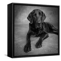 Portrait of a Labrador Great Dane Mixed Dog-null-Framed Stretched Canvas