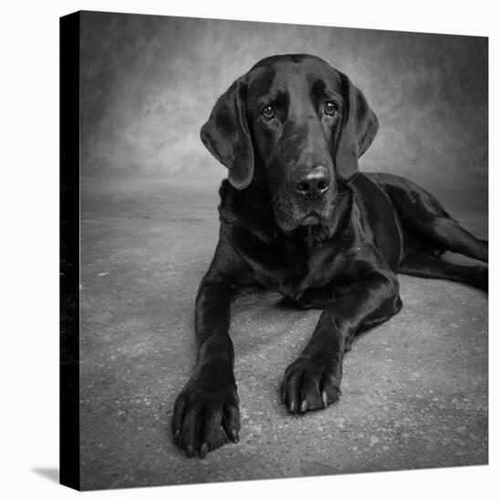 Portrait of a Labrador Great Dane Mixed Dog-null-Stretched Canvas