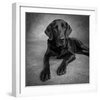 Portrait of a Labrador Great Dane Mixed Dog-null-Framed Photographic Print