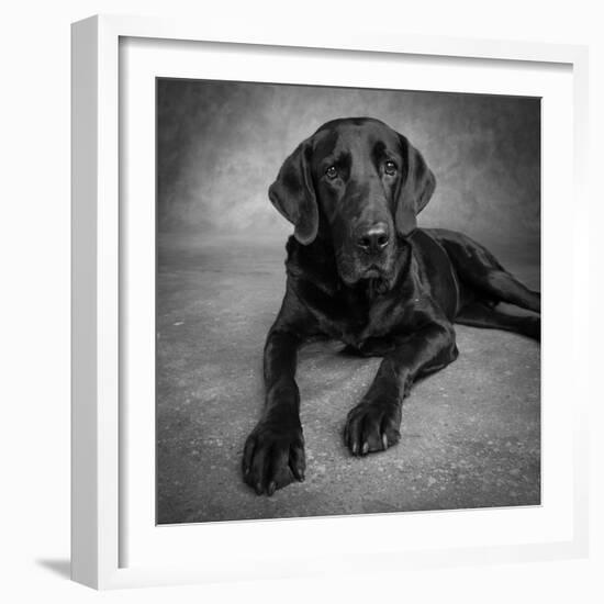 Portrait of a Labrador Great Dane Mixed Dog-null-Framed Photographic Print