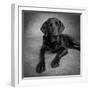 Portrait of a Labrador Great Dane Mixed Dog-null-Framed Photographic Print