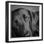 Portrait of a Labrador Great Dane Mixed Dog-Panoramic Images-Framed Photographic Print