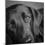 Portrait of a Labrador Great Dane Mixed Dog-Panoramic Images-Mounted Photographic Print