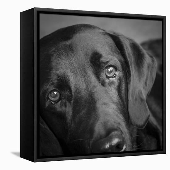 Portrait of a Labrador Great Dane Mixed Dog-Panoramic Images-Framed Stretched Canvas