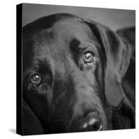 Portrait of a Labrador Great Dane Mixed Dog-Panoramic Images-Stretched Canvas