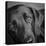 Portrait of a Labrador Great Dane Mixed Dog-Panoramic Images-Stretched Canvas