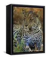 Portrait of a Leopard (Panthera Pardus), Okavango Delta, Botswana-Paul Allen-Framed Stretched Canvas