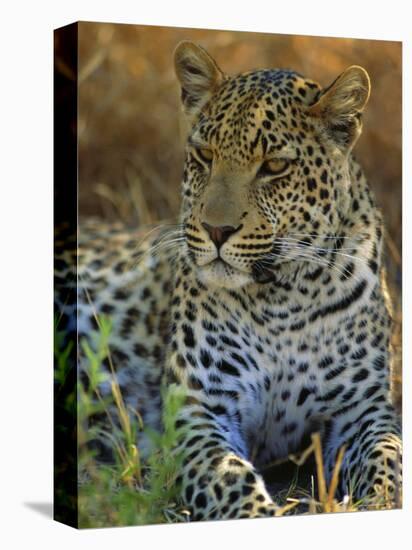 Portrait of a Leopard (Panthera Pardus), Okavango Delta, Botswana-Paul Allen-Stretched Canvas