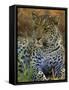 Portrait of a Leopard (Panthera Pardus), Okavango Delta, Botswana-Paul Allen-Framed Stretched Canvas