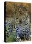 Portrait of a Leopard (Panthera Pardus), Okavango Delta, Botswana-Paul Allen-Stretched Canvas