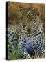 Portrait of a Leopard (Panthera Pardus), Okavango Delta, Botswana-Paul Allen-Stretched Canvas