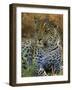 Portrait of a Leopard (Panthera Pardus), Okavango Delta, Botswana-Paul Allen-Framed Photographic Print