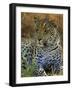 Portrait of a Leopard (Panthera Pardus), Okavango Delta, Botswana-Paul Allen-Framed Photographic Print