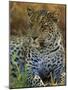 Portrait of a Leopard (Panthera Pardus), Okavango Delta, Botswana-Paul Allen-Mounted Photographic Print