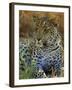 Portrait of a Leopard (Panthera Pardus), Okavango Delta, Botswana-Paul Allen-Framed Photographic Print