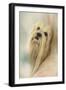 Portrait of a Lhasa Apso-Jai Johnson-Framed Giclee Print