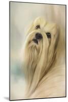 Portrait of a Lhasa Apso-Jai Johnson-Mounted Giclee Print