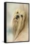 Portrait of a Lhasa Apso-Jai Johnson-Framed Stretched Canvas