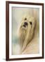 Portrait of a Lhasa Apso-Jai Johnson-Framed Giclee Print