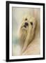 Portrait of a Lhasa Apso-Jai Johnson-Framed Giclee Print