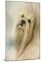 Portrait of a Lhasa Apso-Jai Johnson-Mounted Giclee Print