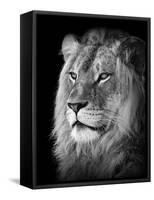 Portrait Of A Lion In Black And White-Reinhold Leitner-Framed Stretched Canvas