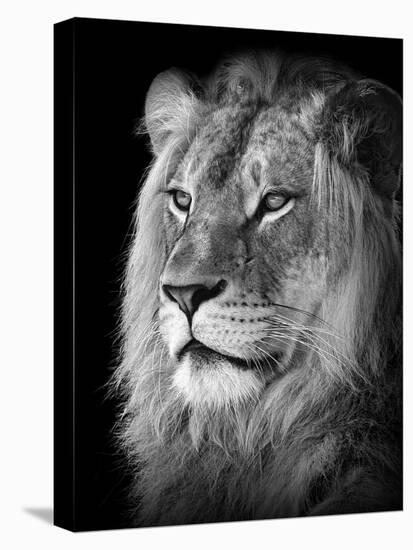 Portrait Of A Lion In Black And White-Reinhold Leitner-Stretched Canvas