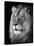 Portrait Of A Lion In Black And White-Reinhold Leitner-Stretched Canvas