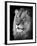 Portrait Of A Lion In Black And White-Reinhold Leitner-Framed Premium Photographic Print