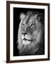 Portrait Of A Lion In Black And White-Reinhold Leitner-Framed Premium Photographic Print