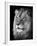 Portrait Of A Lion In Black And White-Reinhold Leitner-Framed Photographic Print