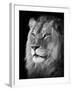 Portrait Of A Lion In Black And White-Reinhold Leitner-Framed Photographic Print