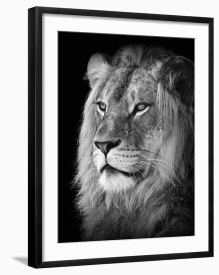 Portrait Of A Lion In Black And White-Reinhold Leitner-Framed Photographic Print