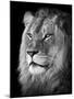 Portrait Of A Lion In Black And White-Reinhold Leitner-Mounted Photographic Print