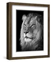 Portrait Of A Lion In Black And White-Reinhold Leitner-Framed Photographic Print