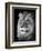 Portrait Of A Lion In Black And White-Reinhold Leitner-Framed Photographic Print