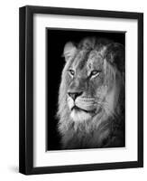 Portrait Of A Lion In Black And White-Reinhold Leitner-Framed Photographic Print