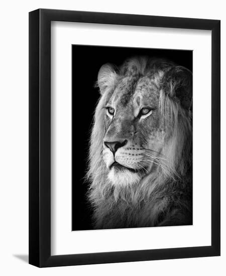 Portrait Of A Lion In Black And White-Reinhold Leitner-Framed Photographic Print