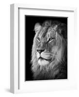 Portrait Of A Lion In Black And White-Reinhold Leitner-Framed Photographic Print