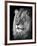 Portrait Of A Lion In Black And White-Reinhold Leitner-Framed Photographic Print