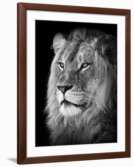 Portrait Of A Lion In Black And White-Reinhold Leitner-Framed Photographic Print