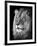 Portrait Of A Lion In Black And White-Reinhold Leitner-Framed Photographic Print