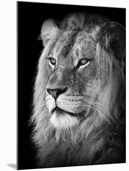 Portrait Of A Lion In Black And White-Reinhold Leitner-Mounted Photographic Print