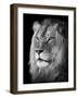 Portrait Of A Lion In Black And White-Reinhold Leitner-Framed Photographic Print