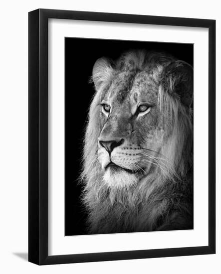 Portrait Of A Lion In Black And White-Reinhold Leitner-Framed Photographic Print