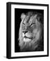 Portrait Of A Lion In Black And White-Reinhold Leitner-Framed Photographic Print